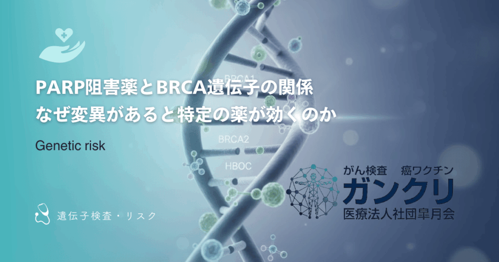 PARP阻害薬とBRCA遺伝子の関係｜なぜ変異があると特定の薬が効くのか