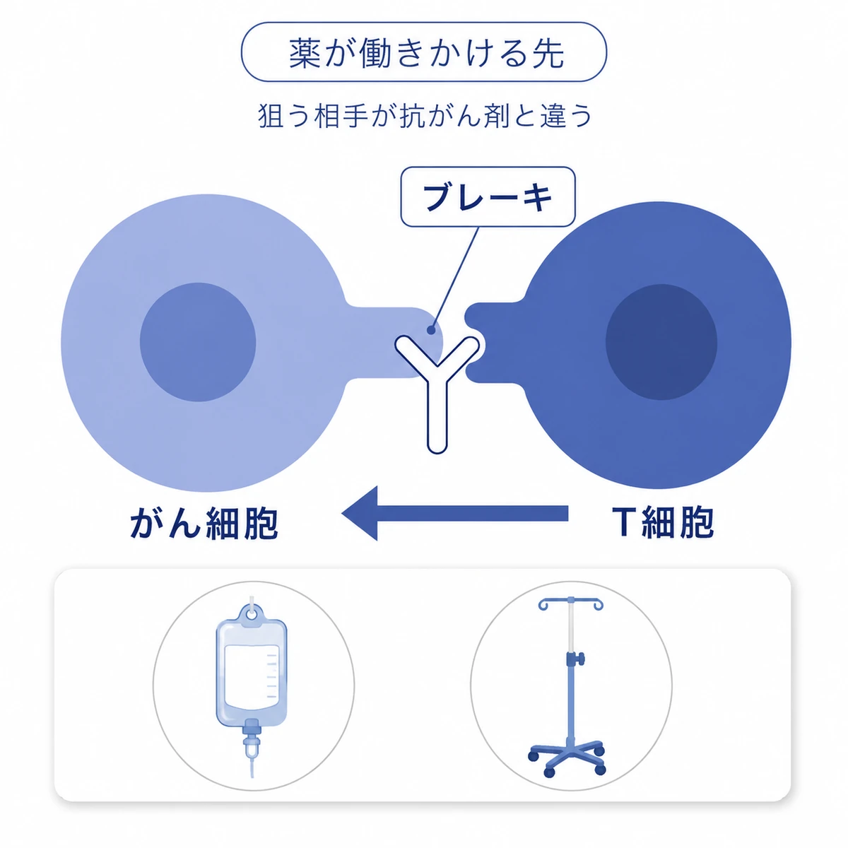 がん細胞とT細胞の接点に薬が割り込み、免疫のブレーキを妨げる関係図